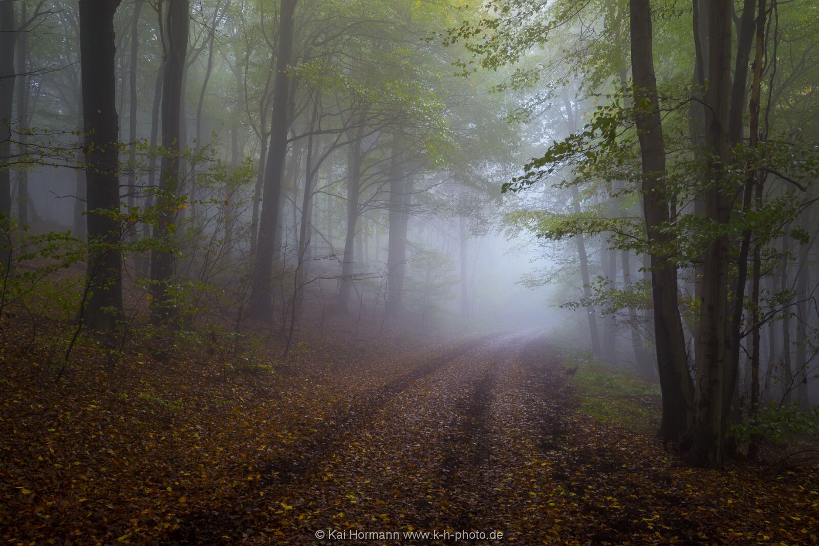 wald-im-nebel Das Wiehengebirge.