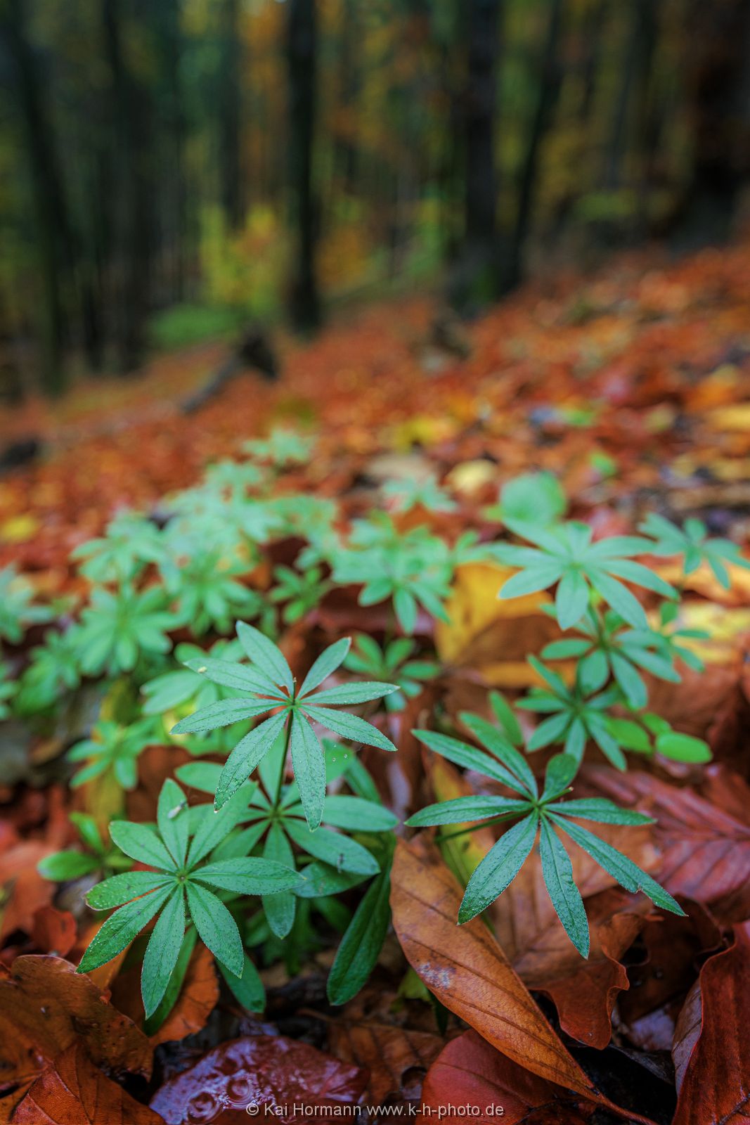wiehengebirge_herbst_2020_8 