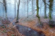 raureif 31-1-2021 3 Das Wiehengebirge.