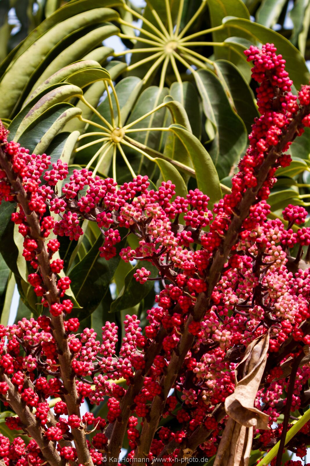 La Gomera 40 La Gomera