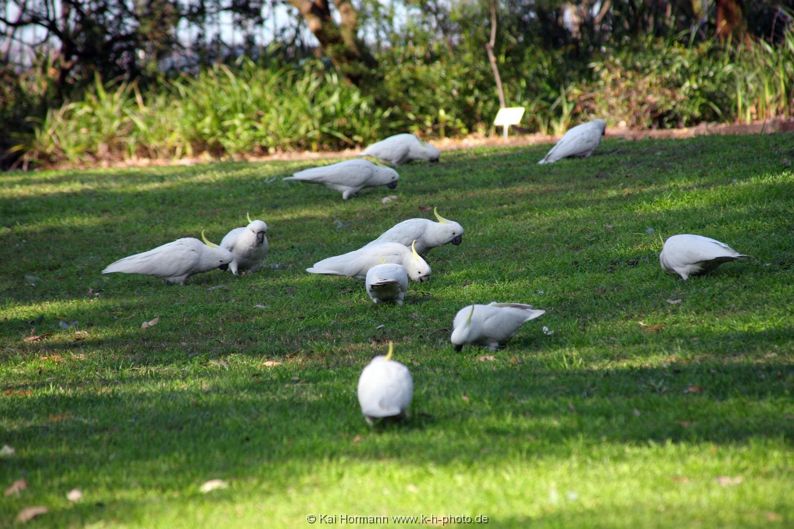 Australien Sydney Australien und Sydney.
