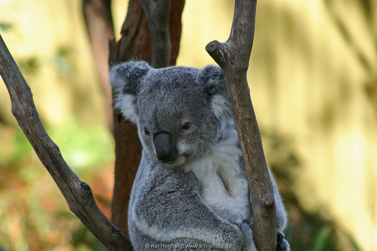 Australien Sydney Australien und Sydney.