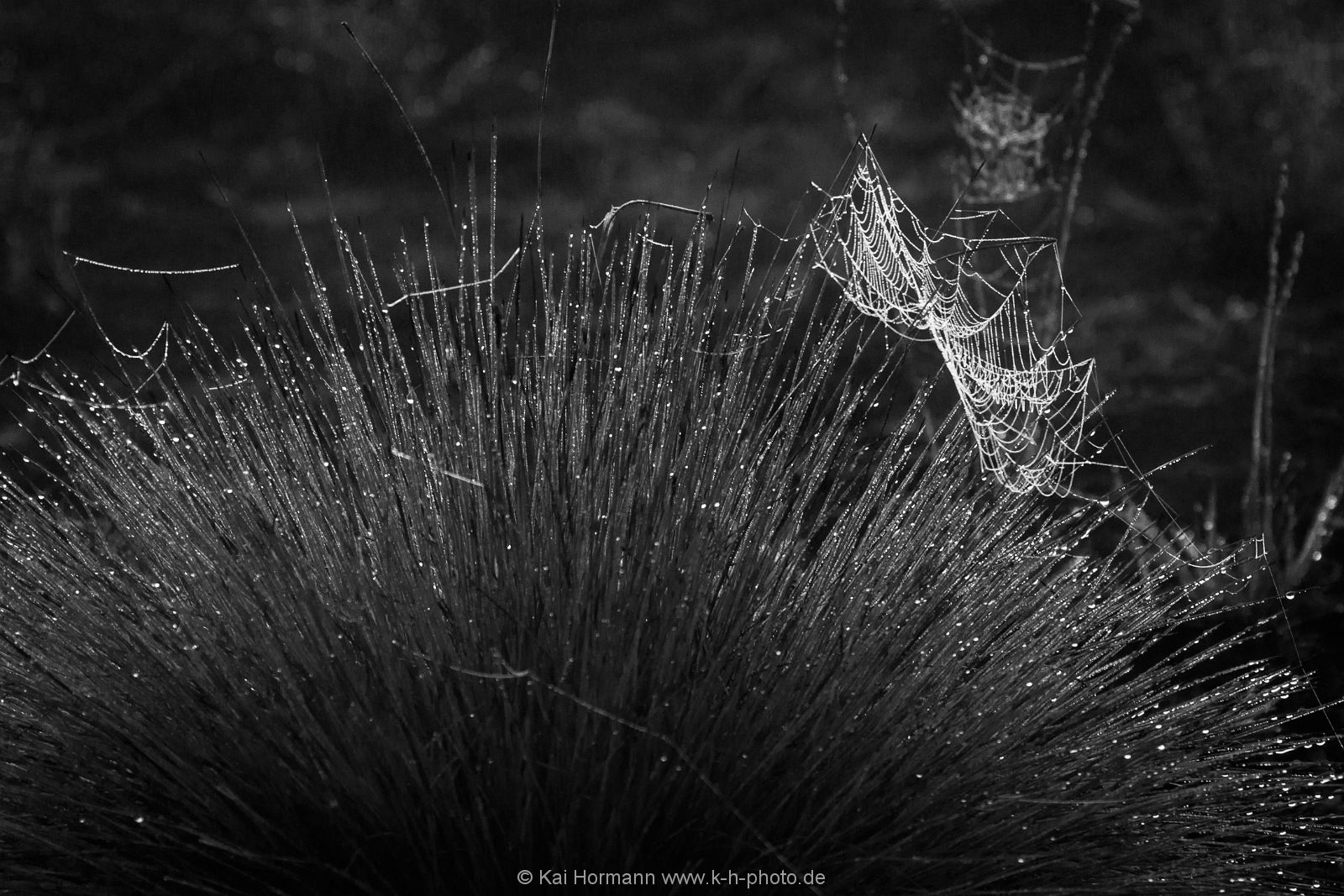 schwarz weiß bilder Schwarz Weiß Bilder.