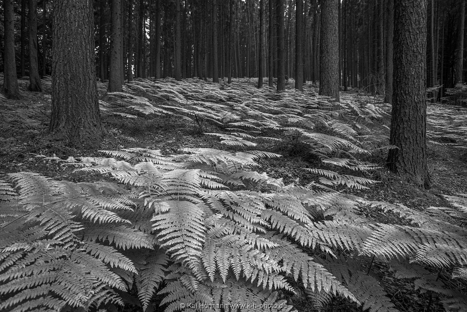 schwarz weiß bilder Schwarz Weiß Bilder.