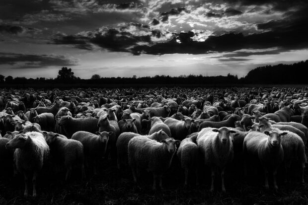 Schwarz Weiß Klassisches Schwarz Weiß in bunter Mischung. © Kai Hormann www.k-h-photo.de