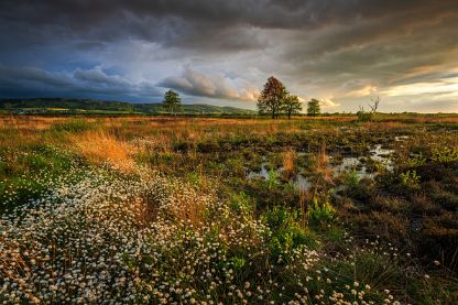 Natur und Landschaft Unterkategorie: Großes Torfmoor, Wiehengebirge, Makroaufnahmen, Wildlife, Astro & Nachtaufnahmen
