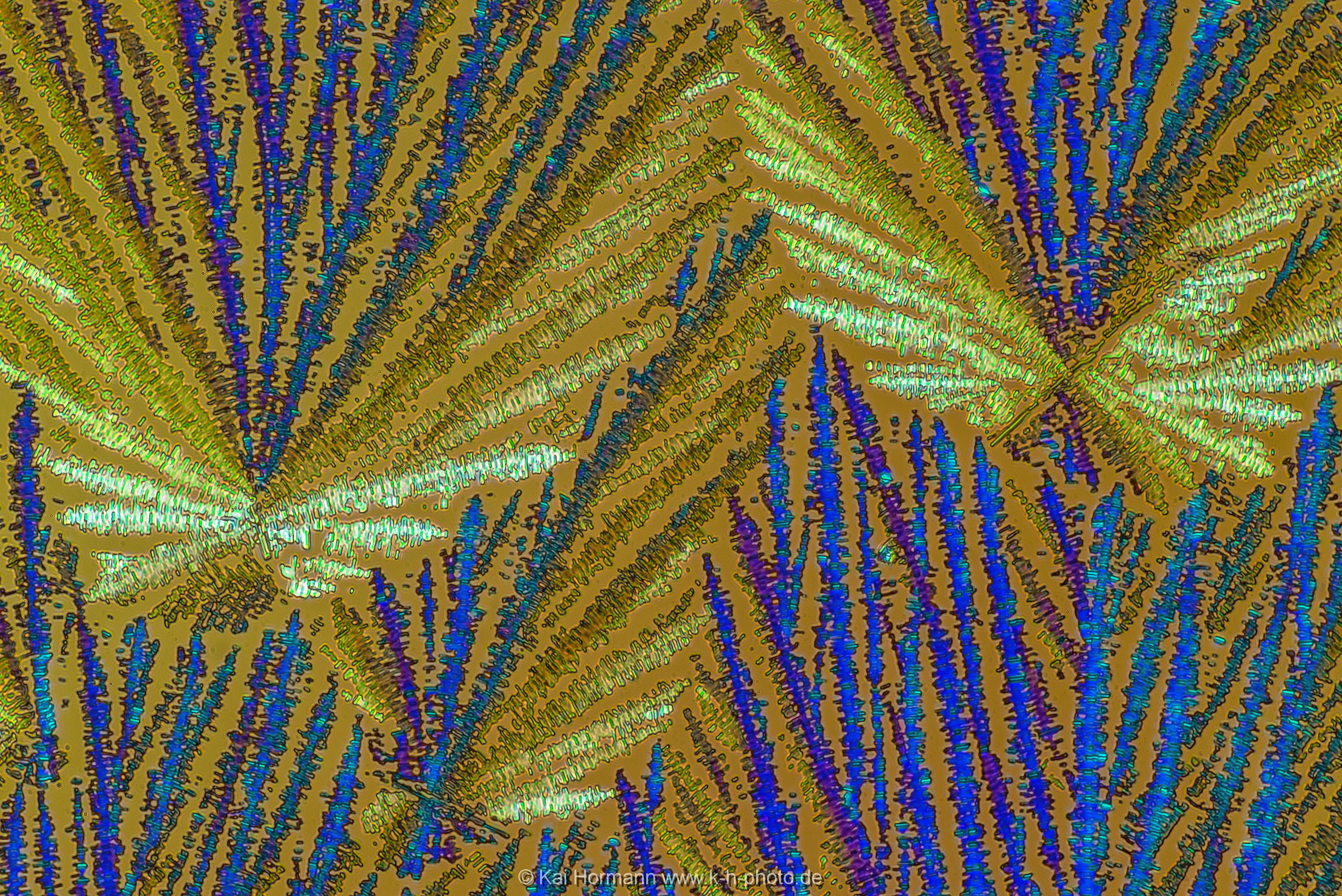 Adipinsäure Mikrokristalle im polarisierten Licht.