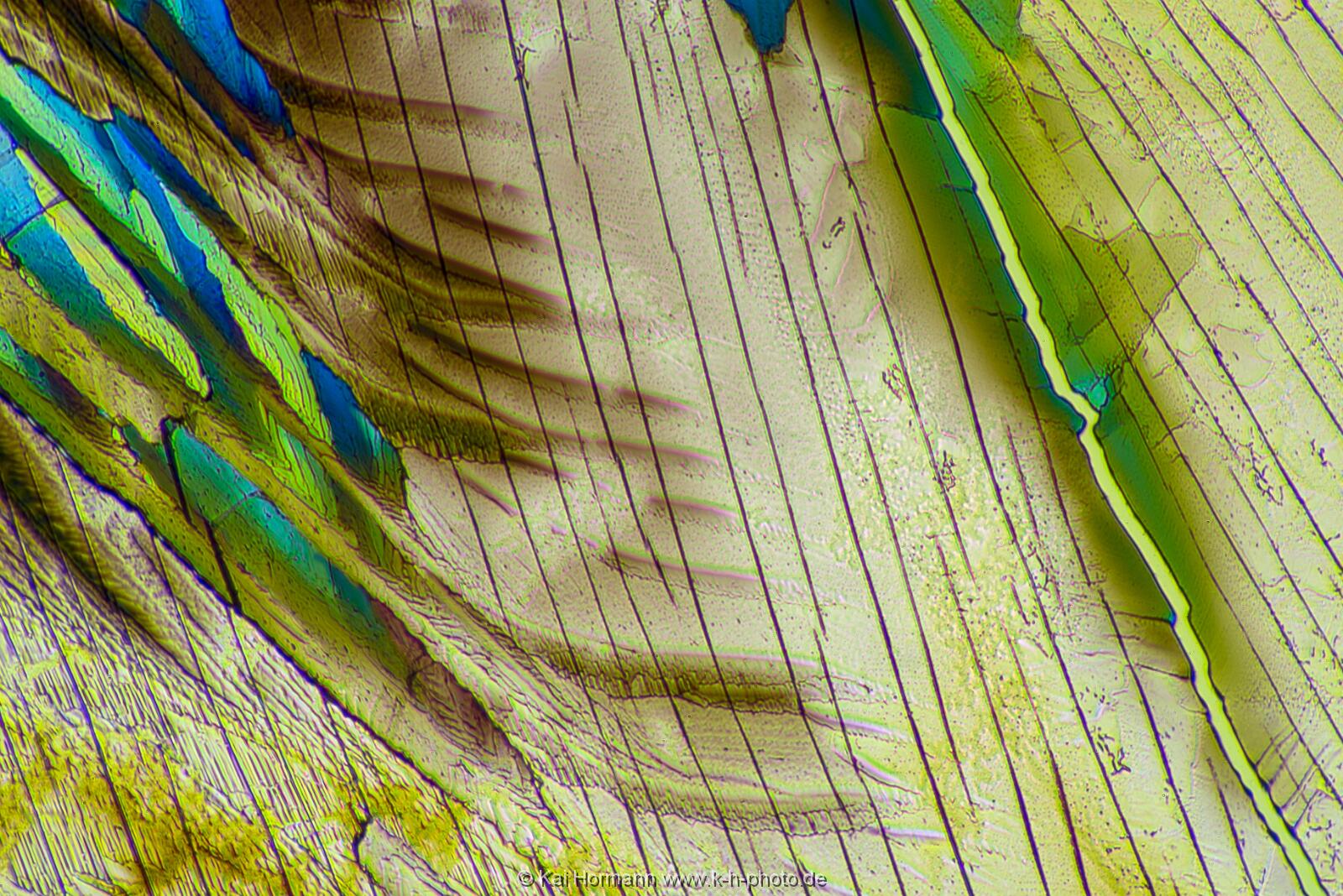 Adipinsäure Mikrokristalle im polarisierten Licht.