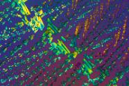 Adipinsäure Mikrokristalle im polarisierten Licht.