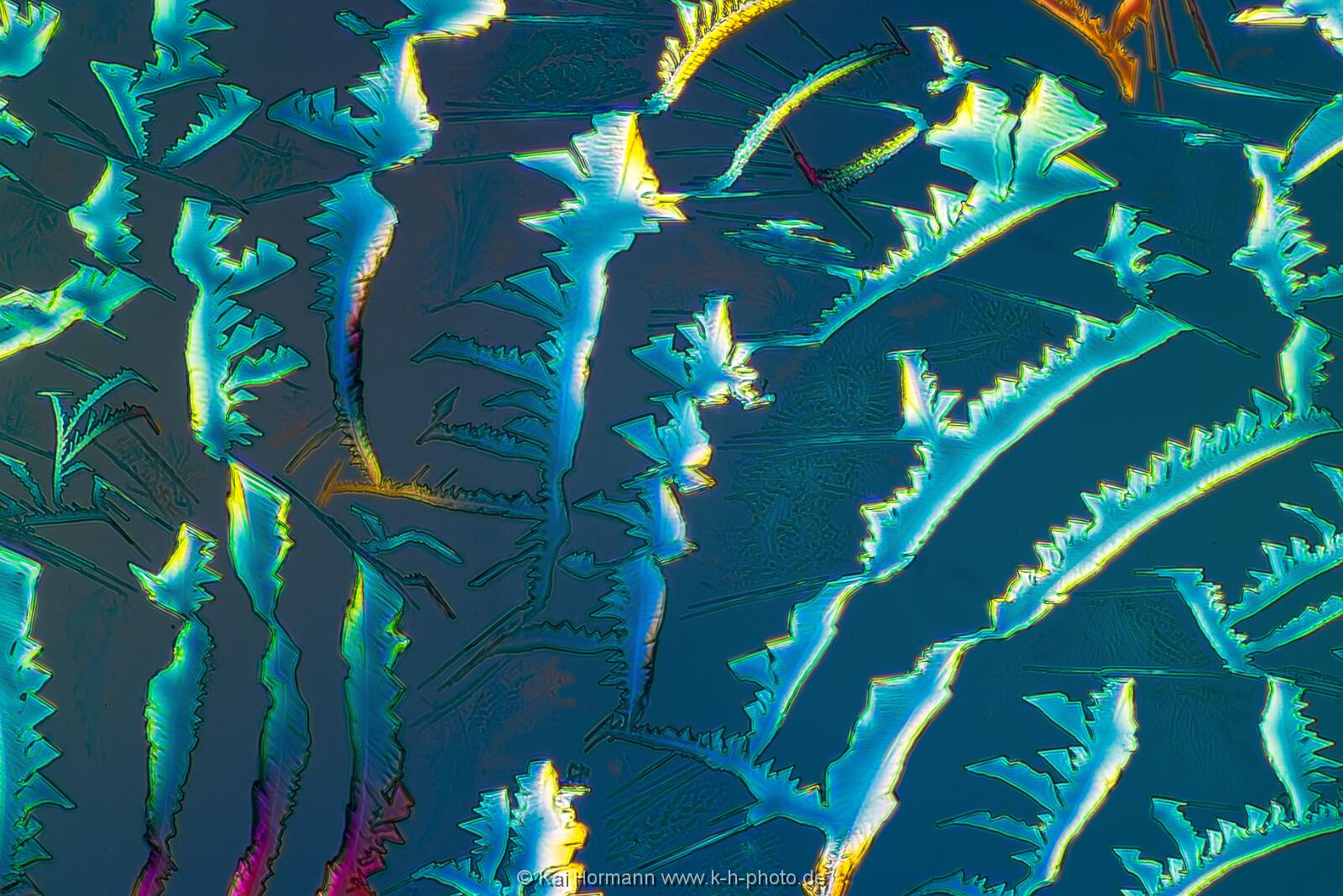 Bernsteinsäure Mikrokristalle im polarisierten Licht.