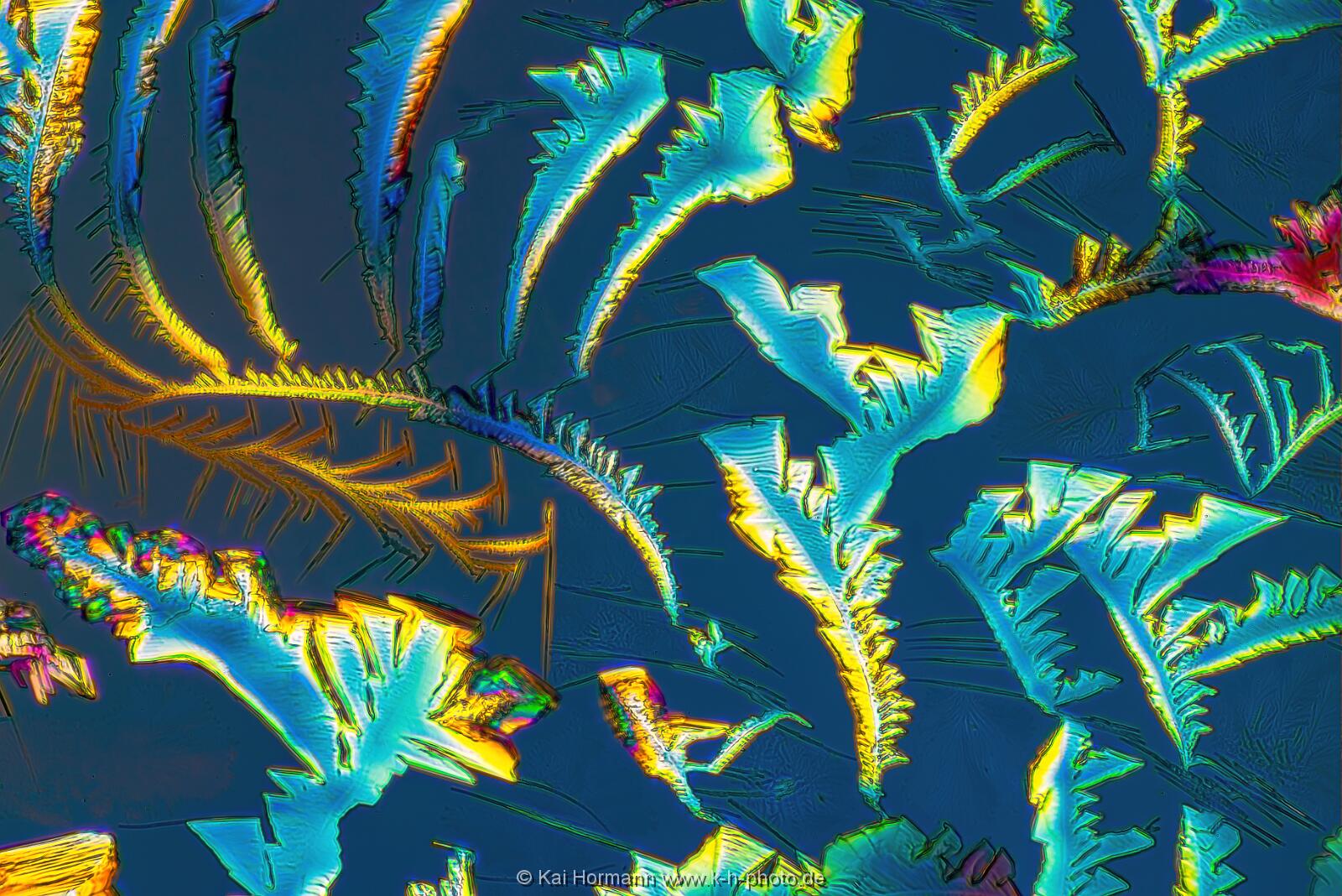 Bernsteinsäure Mikrokristalle im polarisierten Licht.