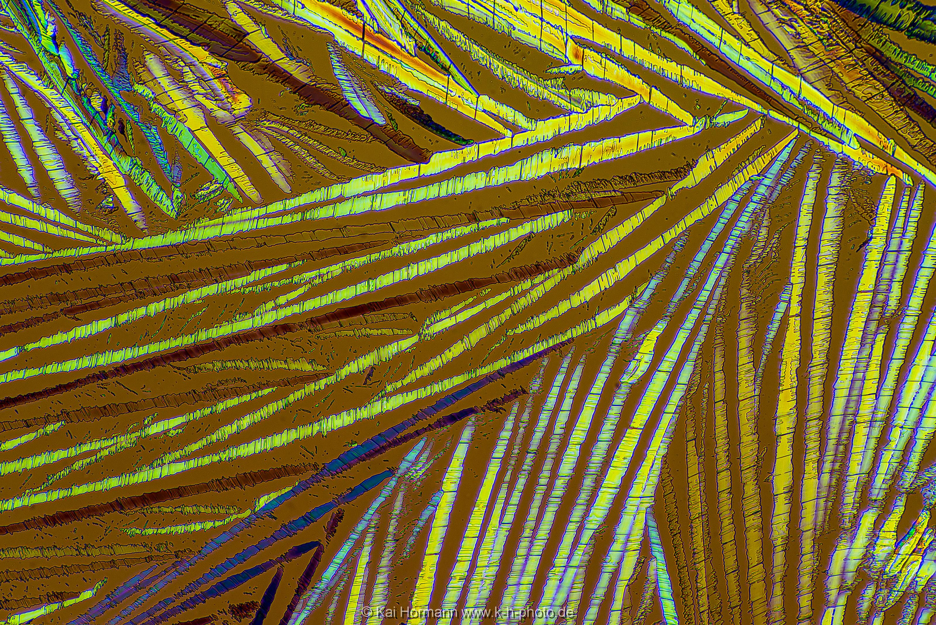 Bernsteinsäure Mikrokristalle im polarisierten Licht.