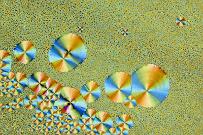 L-Glutaminsäure Mikrokristalle im polarisierten Licht.