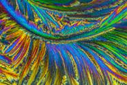 N-Acetylcystein Mikrokristalle im polarisierten Licht.
