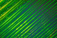 Nickel(II)-sulfat Mikrokristalle im polarisierten Licht.