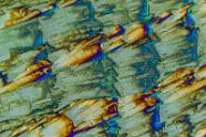 Oxalsäure Mikrokristalle im polarisierten Licht.