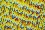 Pyridoxin (Vitamin B6) Mikrokristalle im polarisierten Licht.