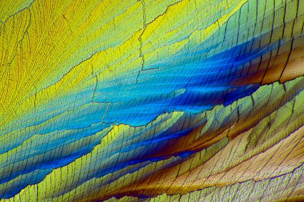 Adipinsäure Adipinsäure Mikrokristalle im polarisierten Licht. Mikroskopaufnahme, Vergrößerung ca. 50-100X. © Kai Hormann...