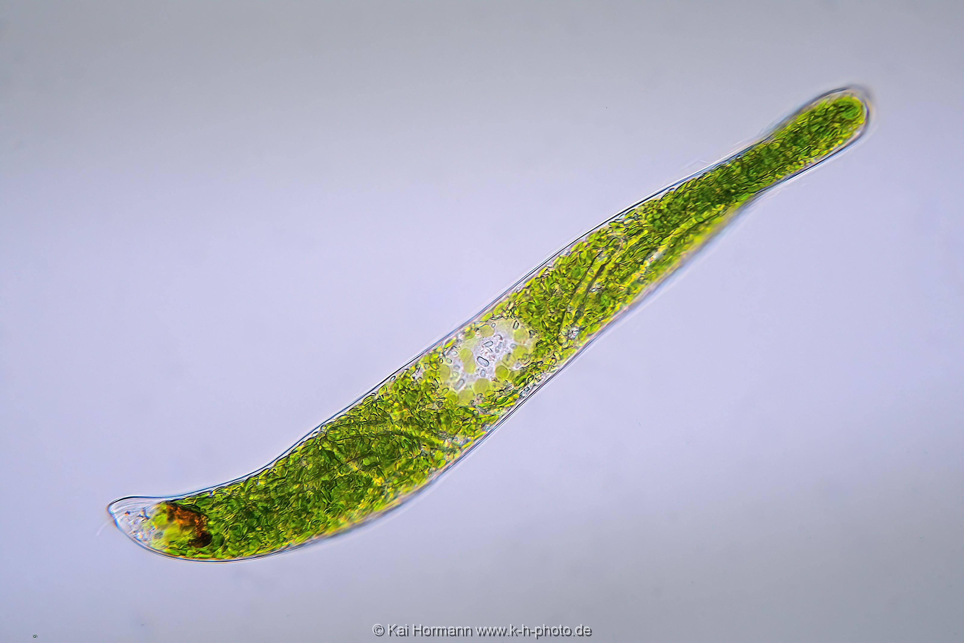 Augenflagellat. Mikrofotografie: Mikroskopische Aufnahmen von Einzellern, Algen und Kleinstlebewesen.