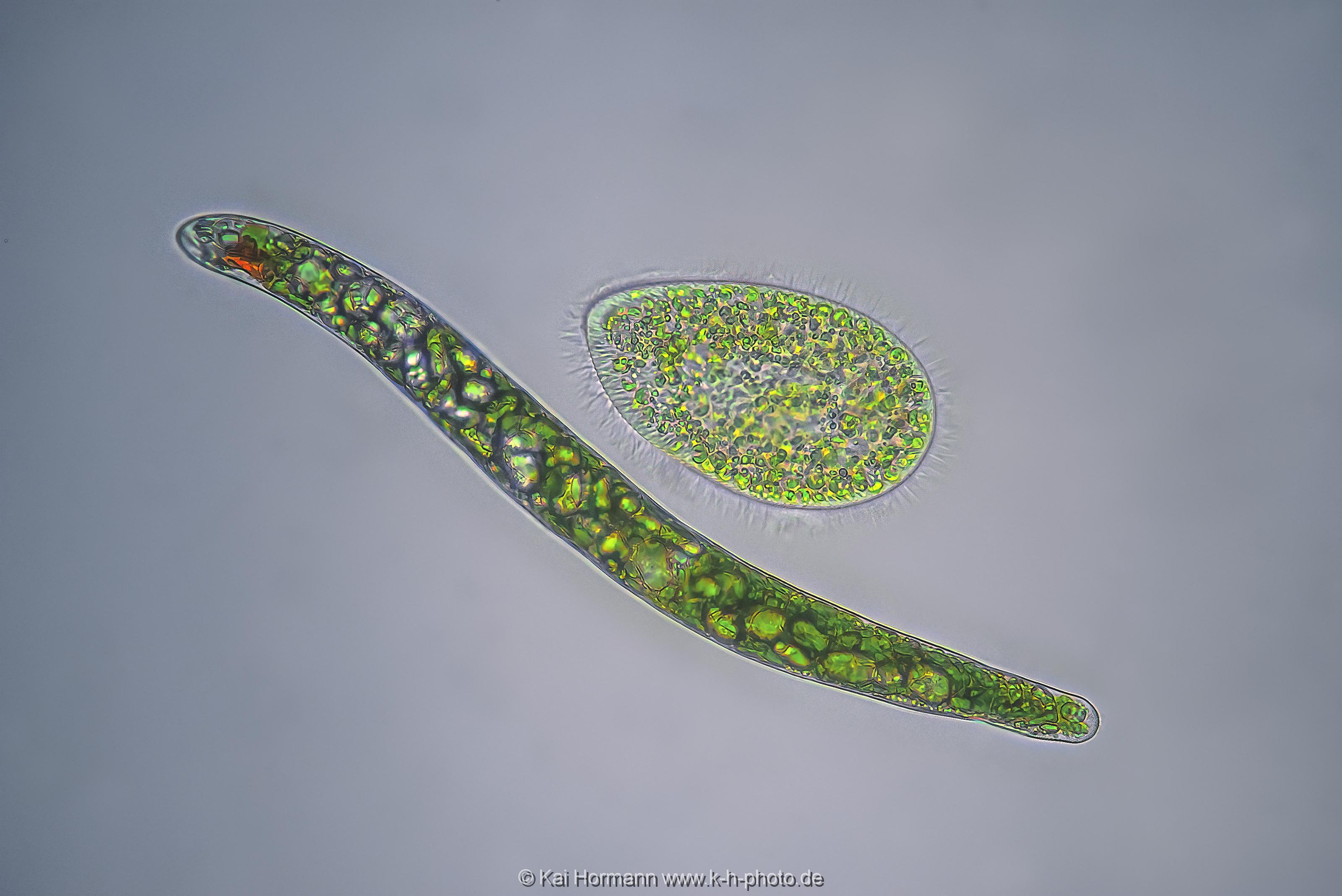 Augenflagellat und Pantoffeltierchen. Mikrofotografie: Mikroskopische Aufnahmen von Einzellern, Algen und Kleinstlebewesen.