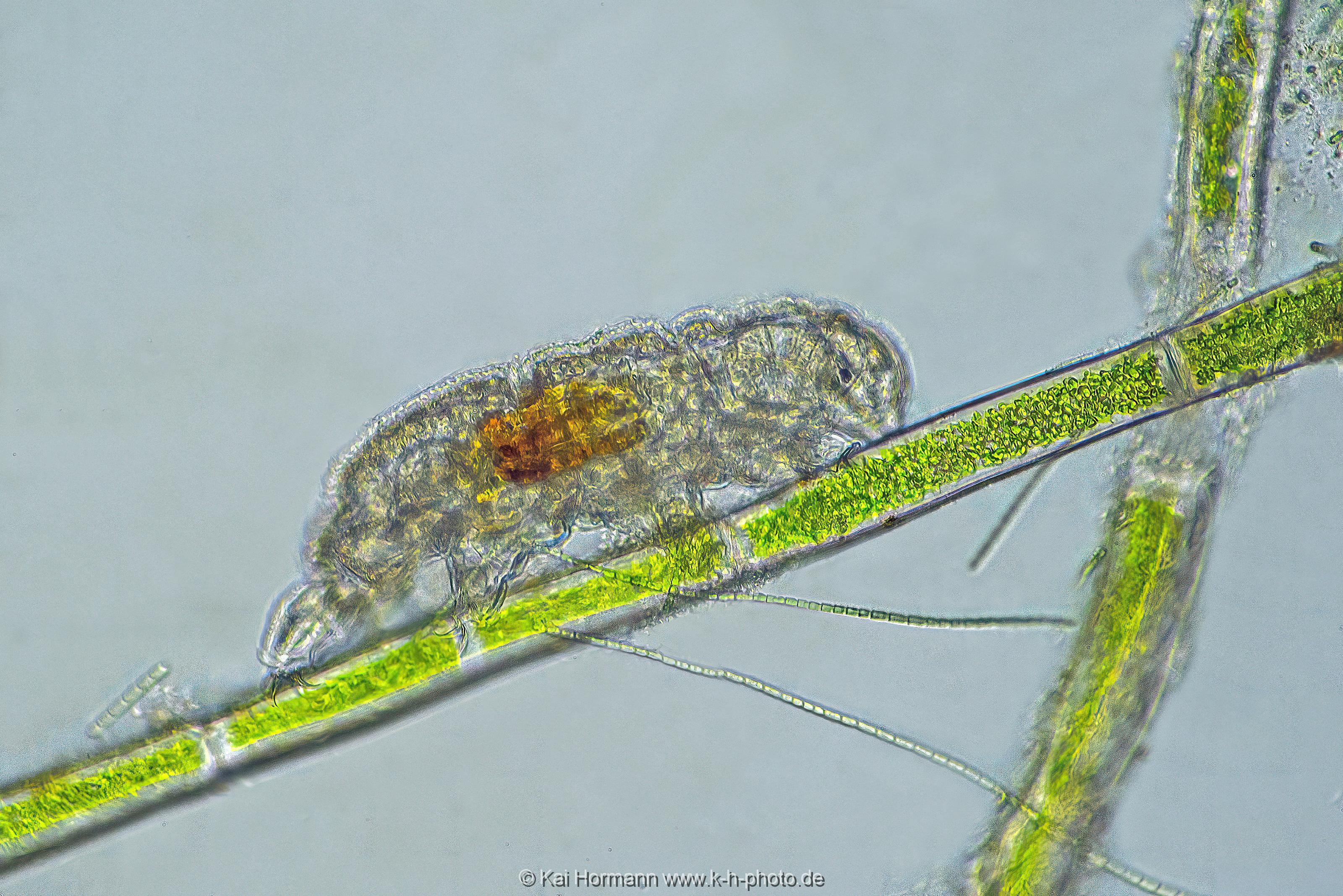 Bärtierchen Tardigrada. Mikrofotografie: Mikroskopische Aufnahmen von Einzellern, Algen und Kleinstlebewesen.