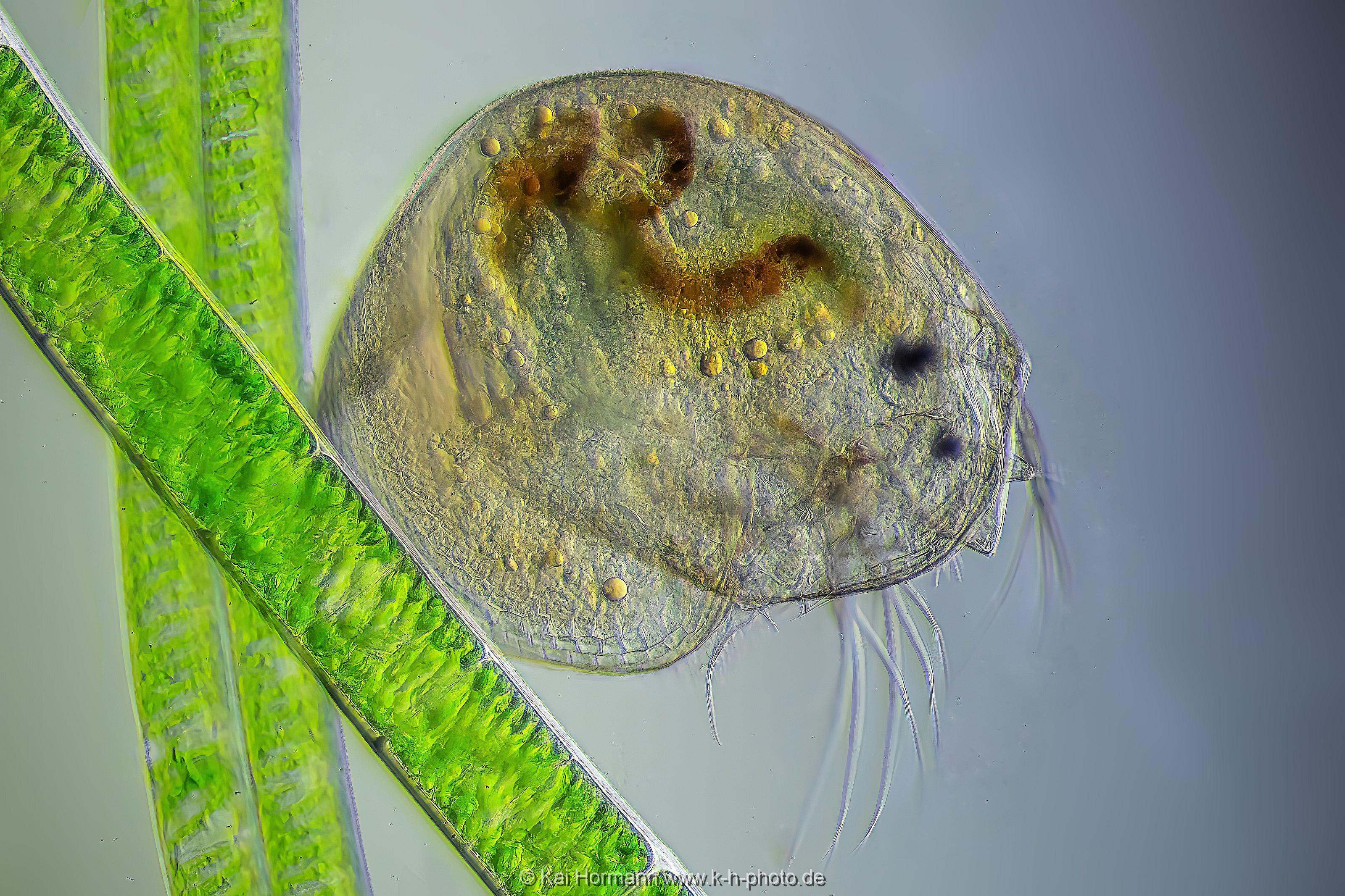 Blattfußkrebs an Fadenalge. Mikrofotografie: Mikroskopische Aufnahmen von Einzellern, Algen und Kleinstlebewesen.