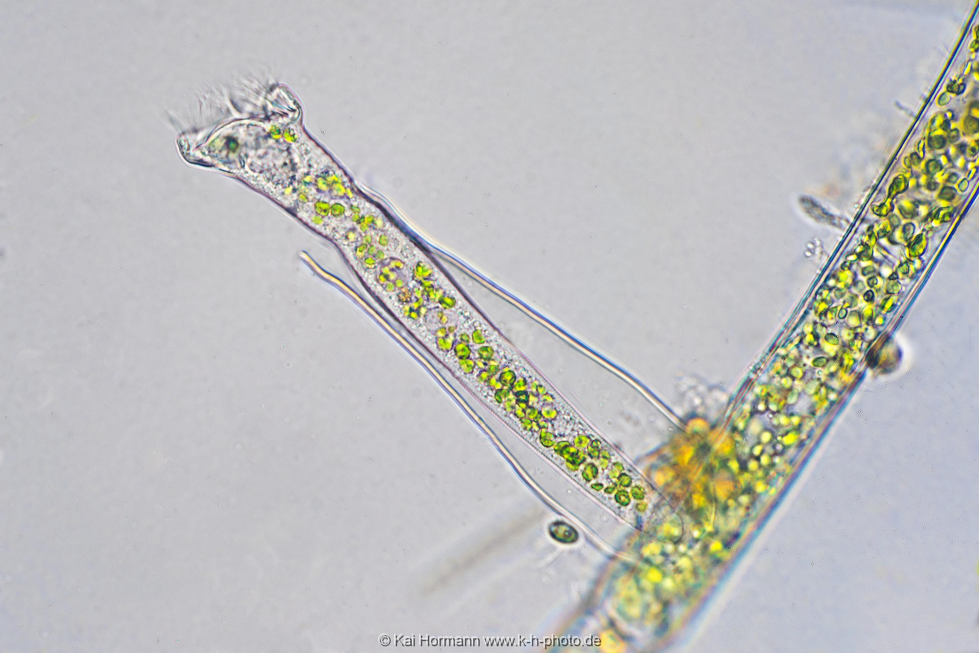 Falltürinfusor Mikrofotografie: Mikroskopische Aufnahmen von Einzellern, Algen und Kleinstlebewesen.