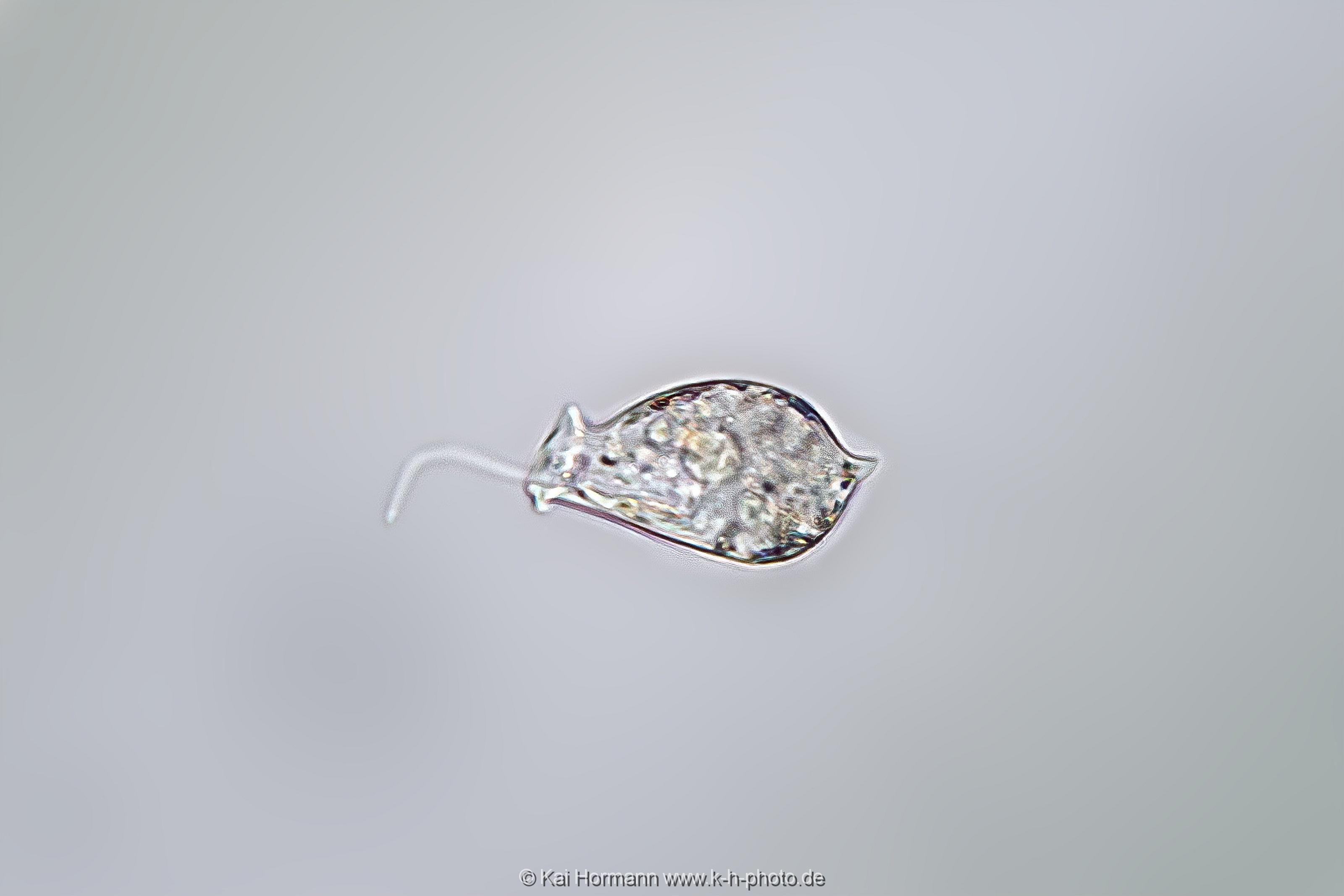 Geißeltierchen. Mikrofotografie: Mikroskopische Aufnahmen von Einzellern, Algen und Kleinstlebewesen.
