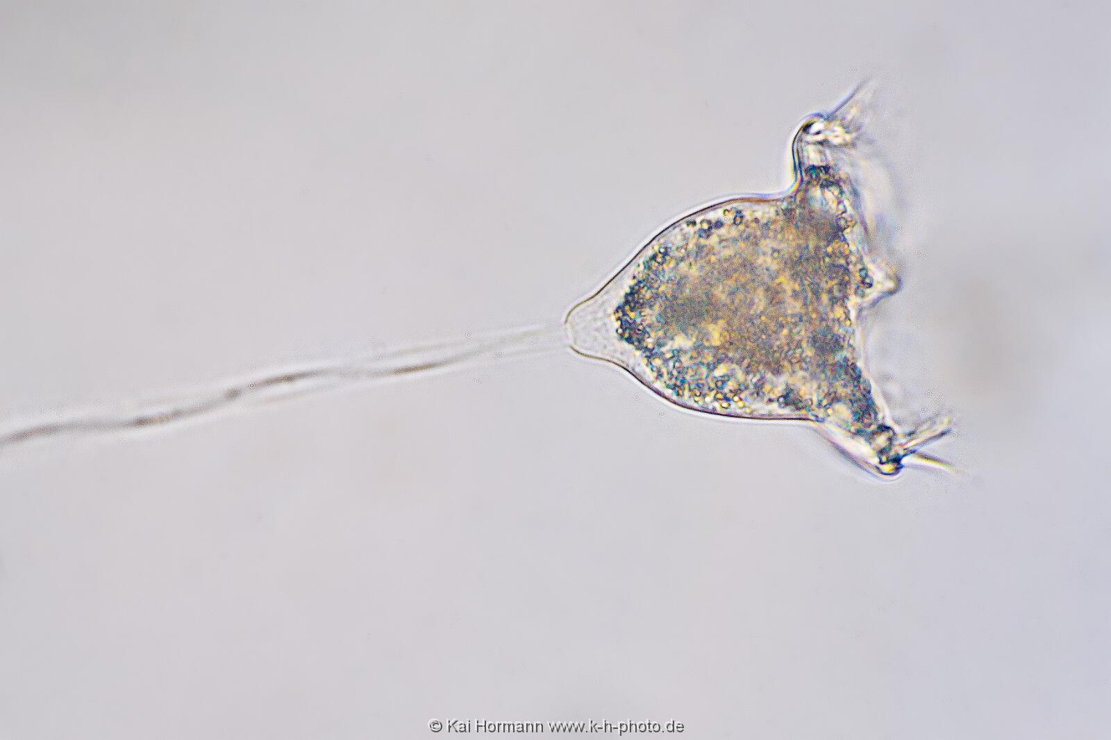 Glockentierchen Mikrofotografie: Mikroskopische Aufnahmen von Einzellern, Algen und Kleinstlebewesen.