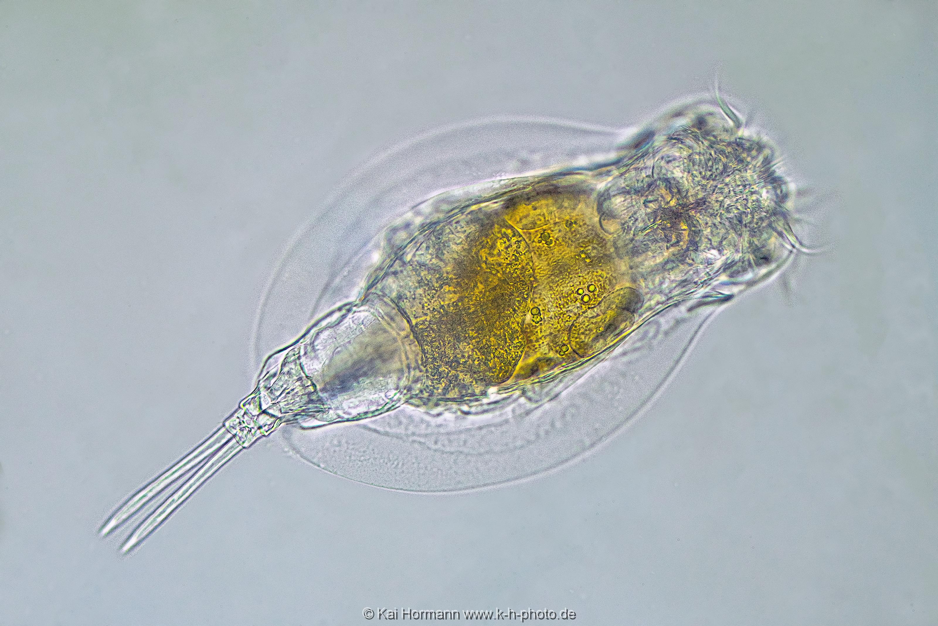 Mützen-Rädertier Lepadella patella. Mikrofotografie: Mikroskopische Aufnahmen von Einzellern, Algen und Kleinstlebewesen.