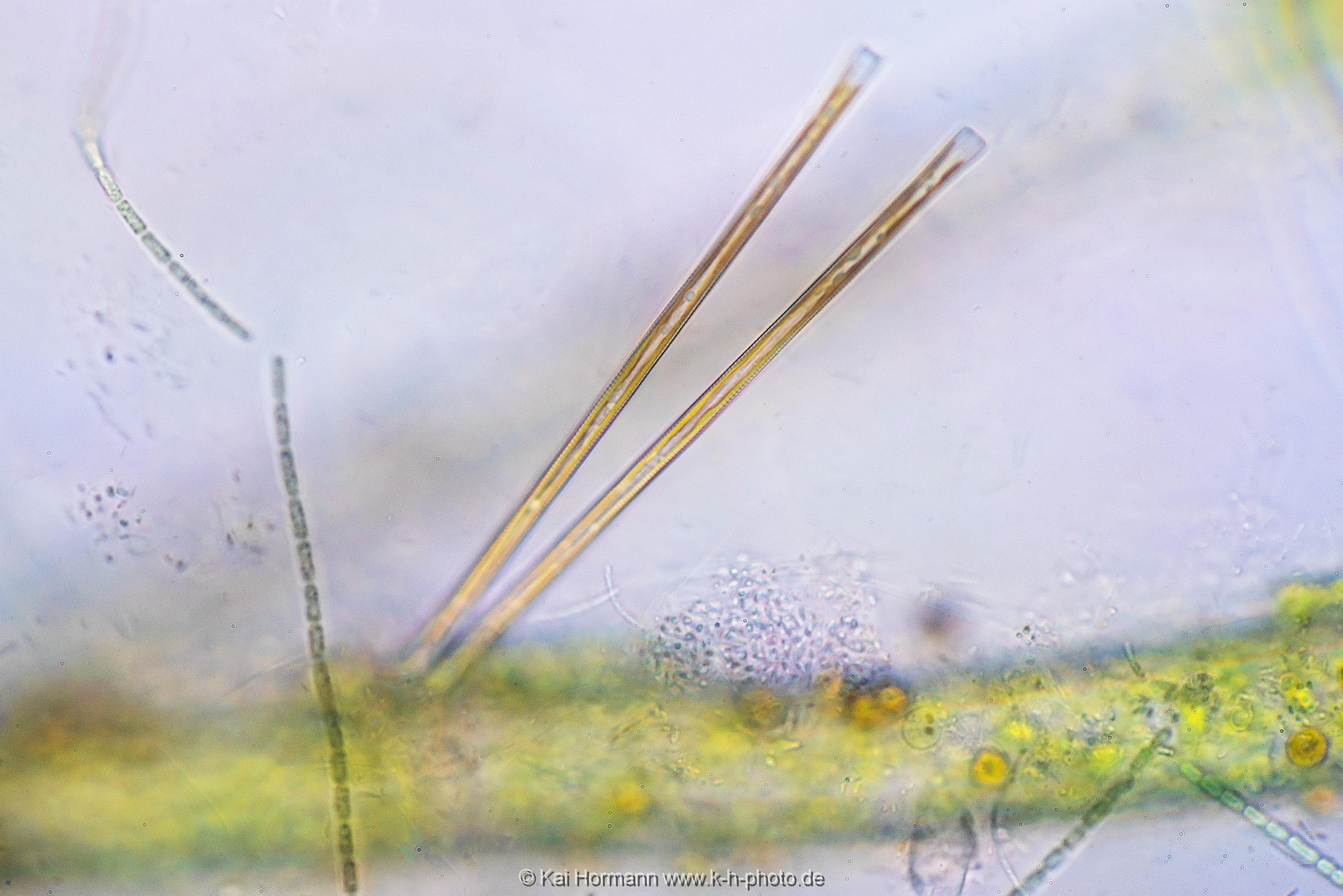 Nadel-Kieselalge Mikrofotografie: Mikroskopische Aufnahmen von Einzellern, Algen und Kleinstlebewesen.
