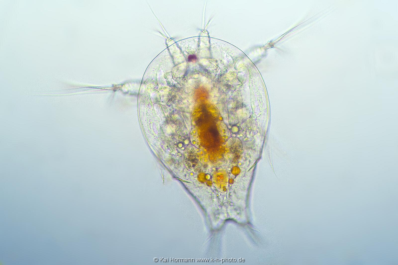 Nauplius-Larve (Ruderfußkrebs). Mikrofotografie: Mikroskopische Aufnahmen von Einzellern, Algen und Kleinstlebewesen.