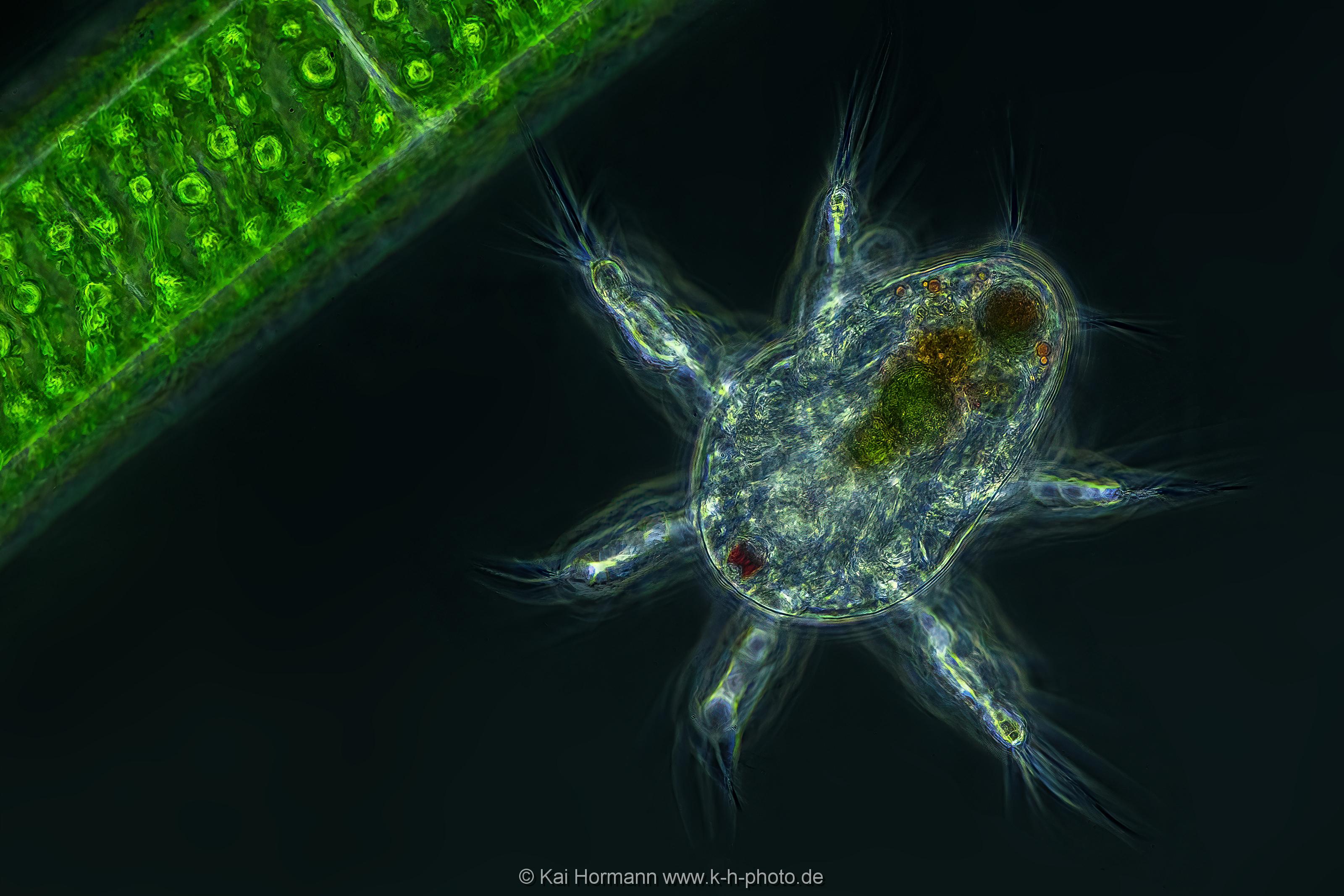 Nauplius Larve eines Ruderfußkrebses neben einer Fadenalge. (Phasenkontrast-Aufnahme) Mikrofotografie: Mikroskopische Aufnahmen von Einzellern, Algen und Kleinstlebewesen.