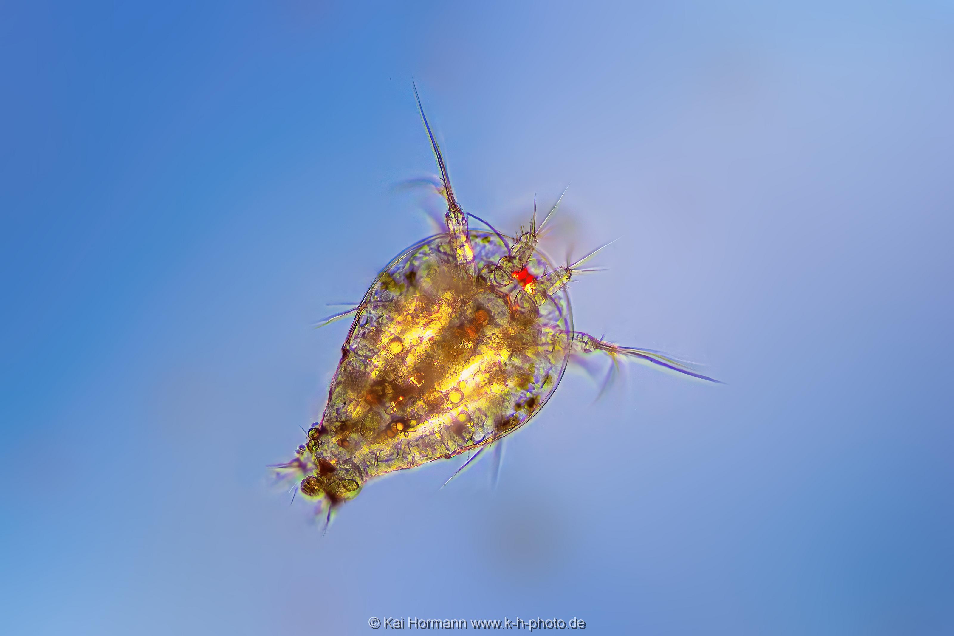 Nauplius Larve eines Ruderfußkrebses. (Hellfeld-Polarisation) Mikrofotografie: Mikroskopische Aufnahmen von Einzellern, Algen und Kleinstlebewesen.