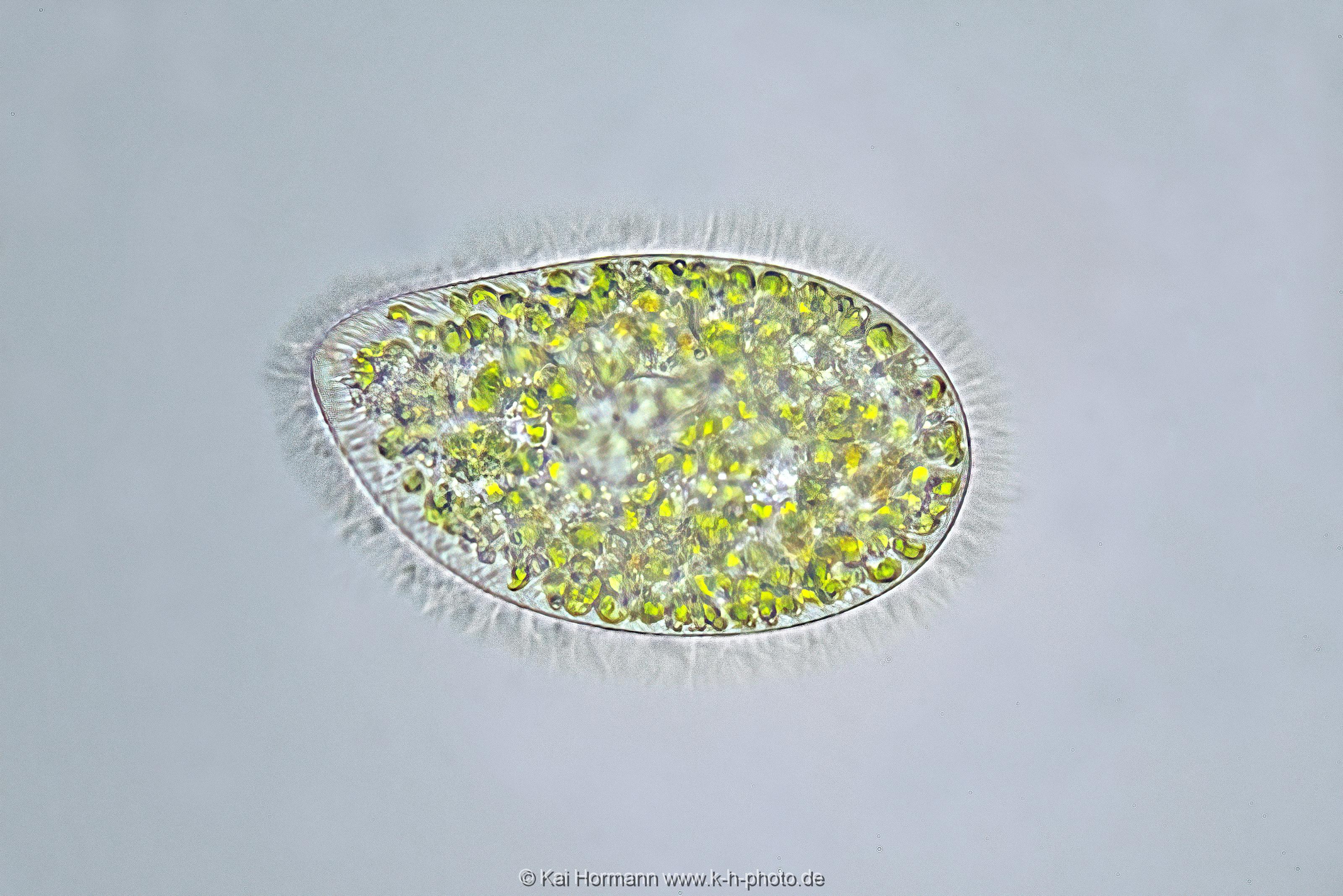 Pantoffeltierchen. Mikrofotografie: Mikroskopische Aufnahmen von Einzellern, Algen und Kleinstlebewesen.