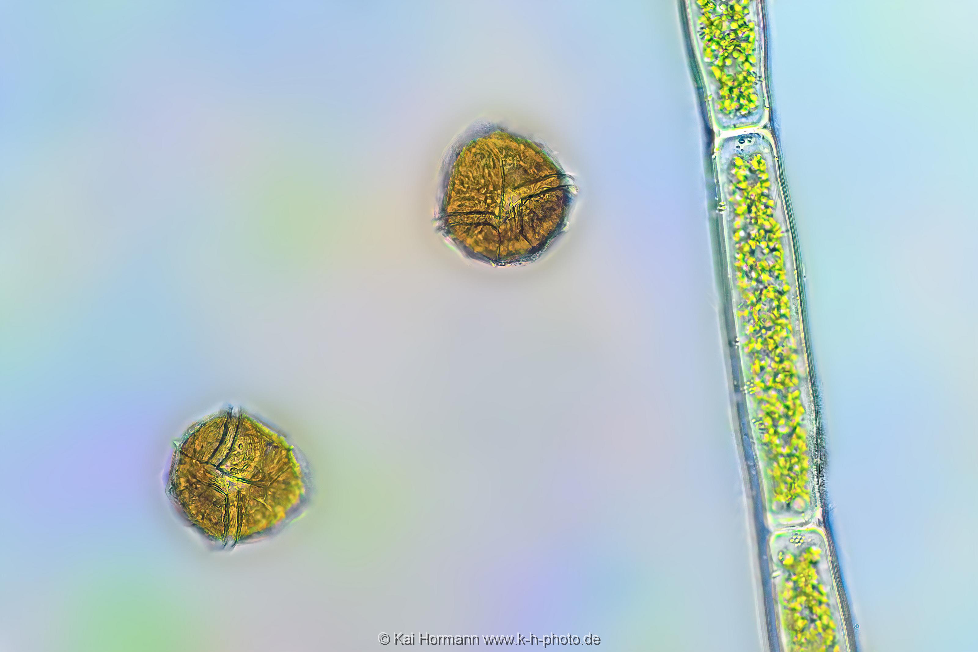 Panzertafelflagellate. Mikrofotografie: Mikroskopische Aufnahmen von Einzellern, Algen und Kleinstlebewesen.
