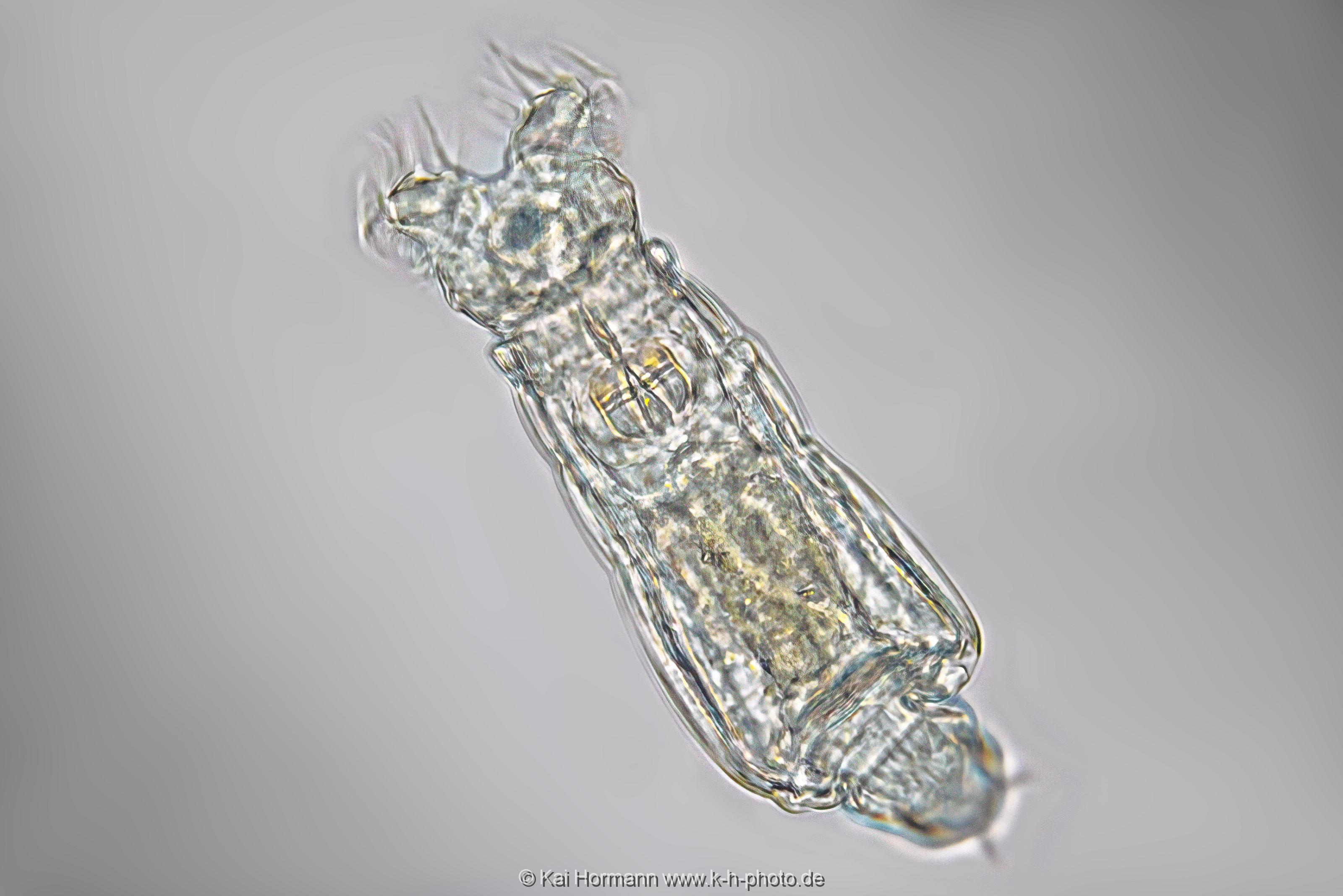Rädertier. Mikrofotografie: Mikroskopische Aufnahmen von Einzellern, Algen und Kleinstlebewesen.