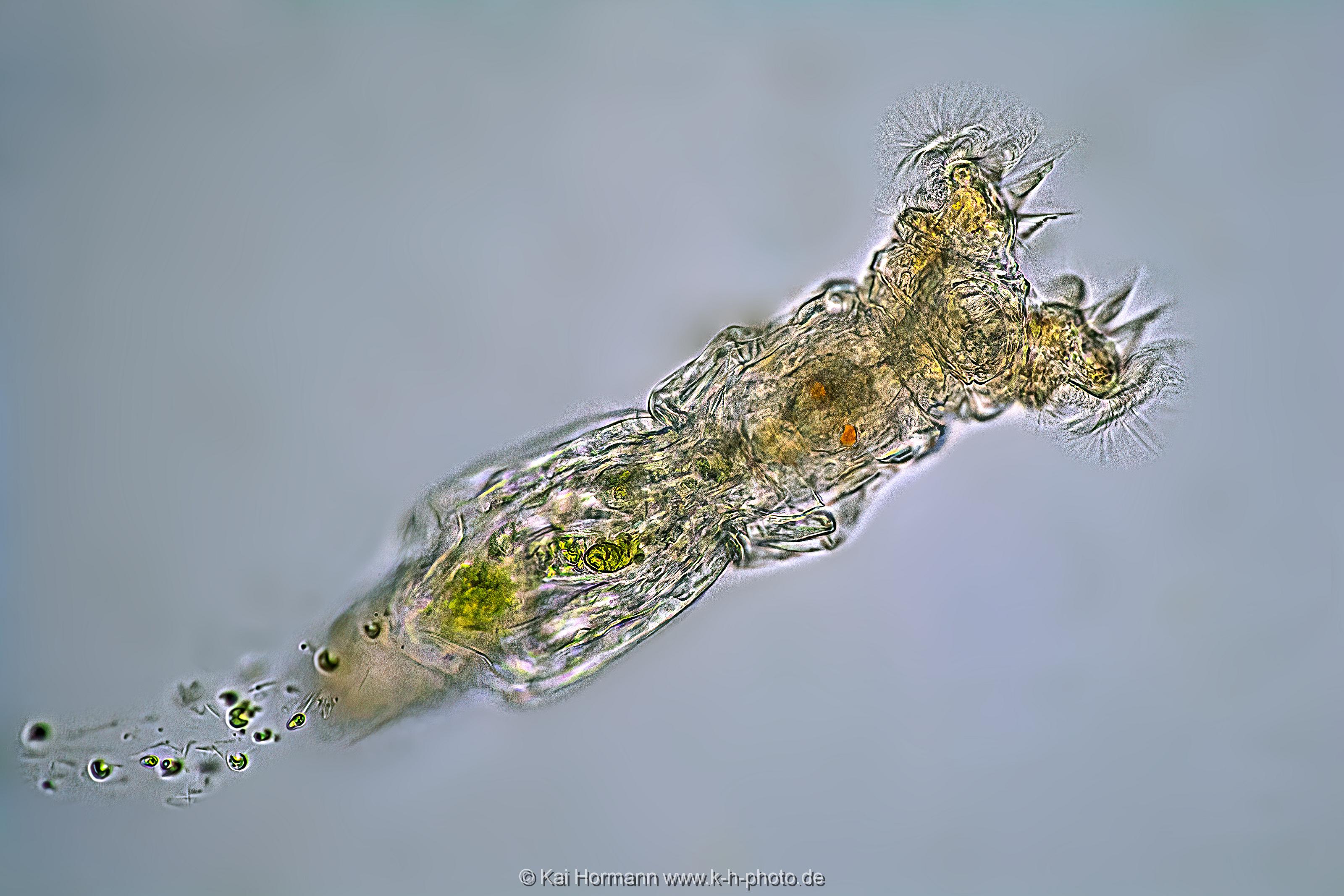 Rädertierchen. Mikrofotografie: Mikroskopische Aufnahmen von Einzellern, Algen und Kleinstlebewesen.