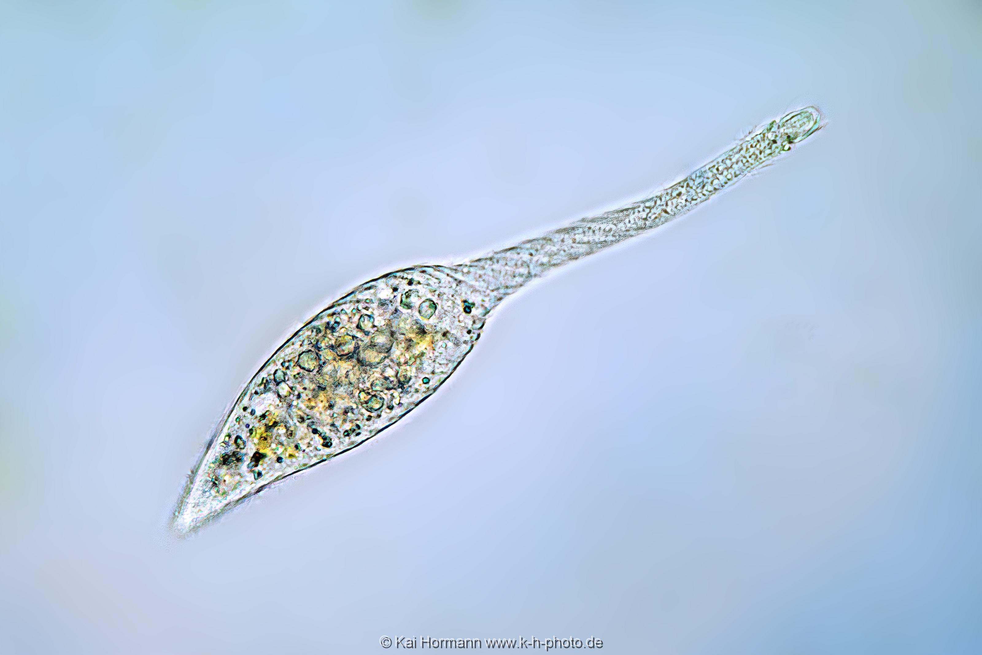 Schwanenhalstierchen lacrymaria olor. Mikrofotografie: Mikroskopische Aufnahmen von Einzellern, Algen und Kleinstlebewesen.