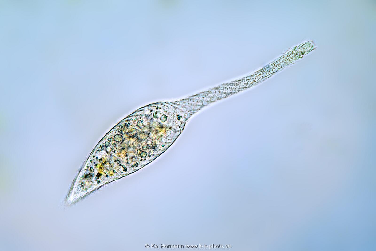 Schwanenhalstierchen lacrymaria olor. Mikrofotografie: Mikroskopische Aufnahmen von Einzellern, Algen und Kleinstlebewesen.