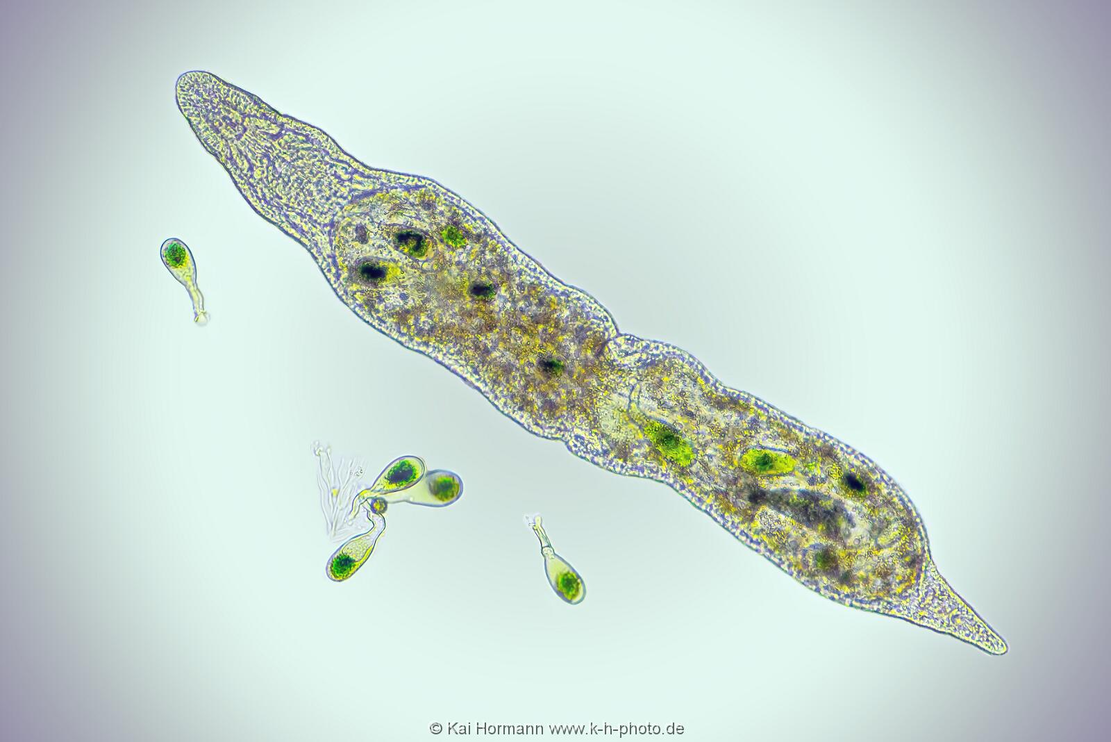 Strudelwurm Stenostomum leucops. Mikrofotografie: Mikroskopische Aufnahmen von Einzellern, Algen und Kleinstlebewesen.