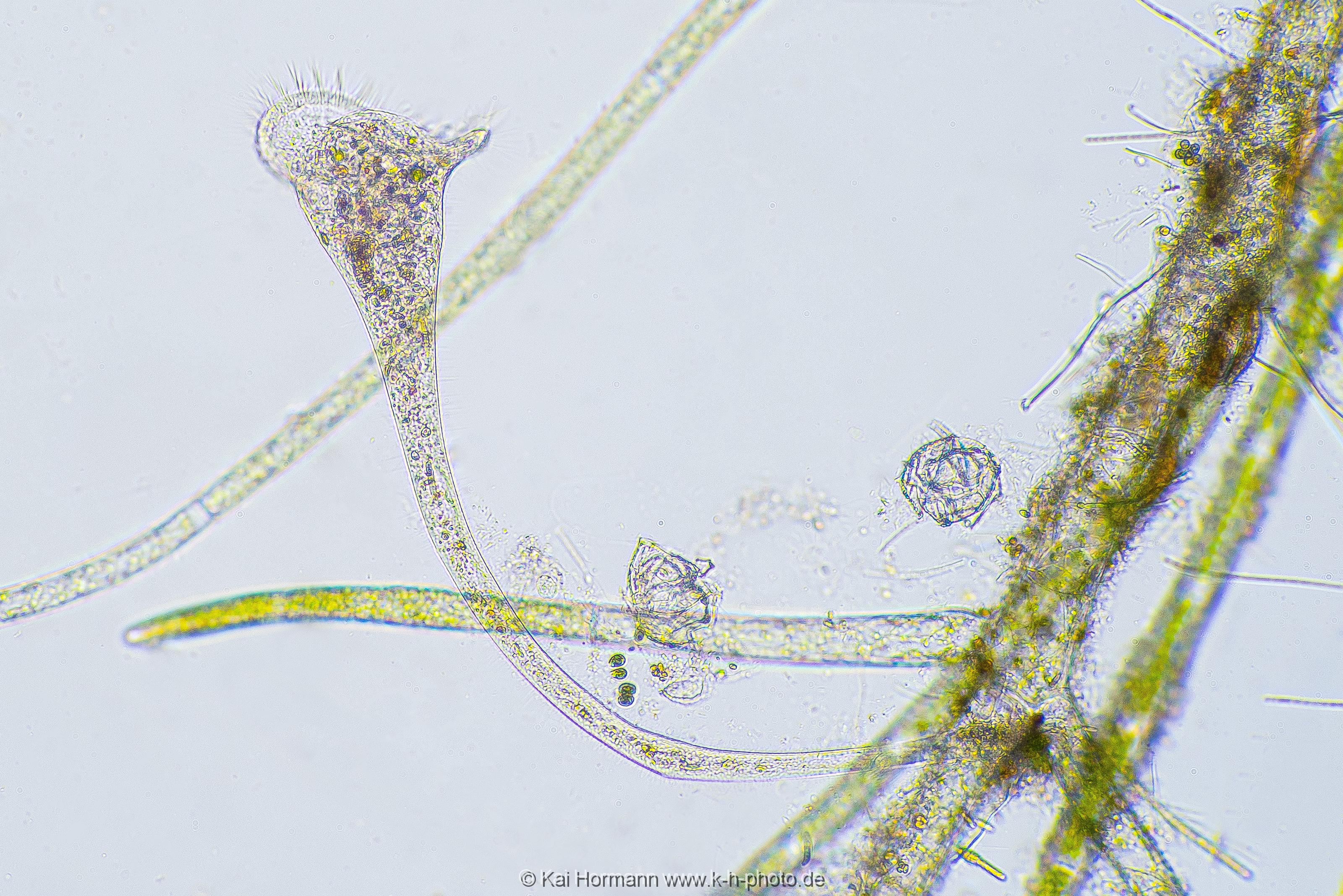 Trompetentierchen Mikrofotografie: Mikroskopische Aufnahmen von Einzellern, Algen und Kleinstlebewesen.