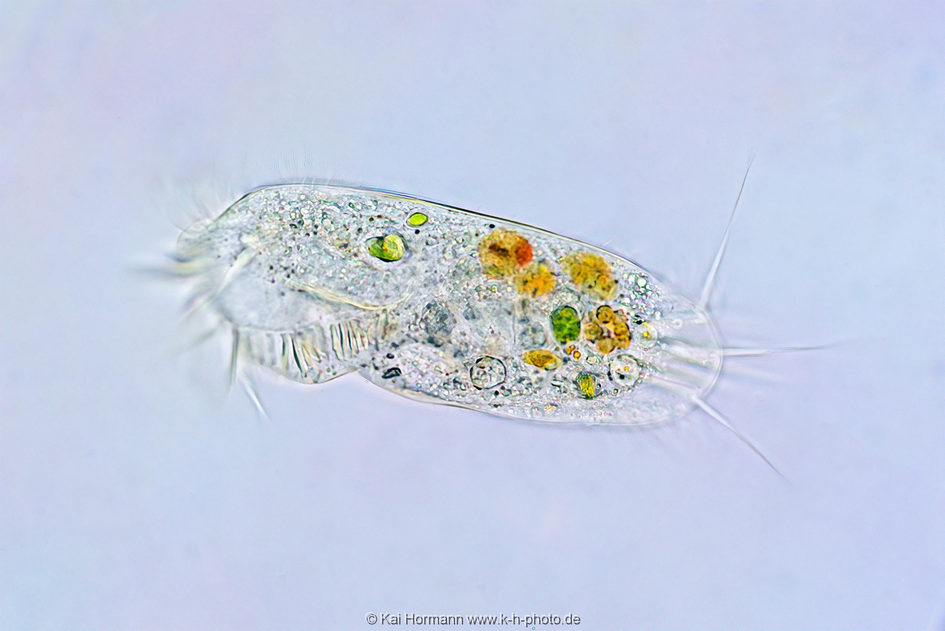 Waffentierchen (Draufsicht). Mikrofotografie: Mikroskopische Aufnahmen von Einzellern, Algen und Kleinstlebewesen.