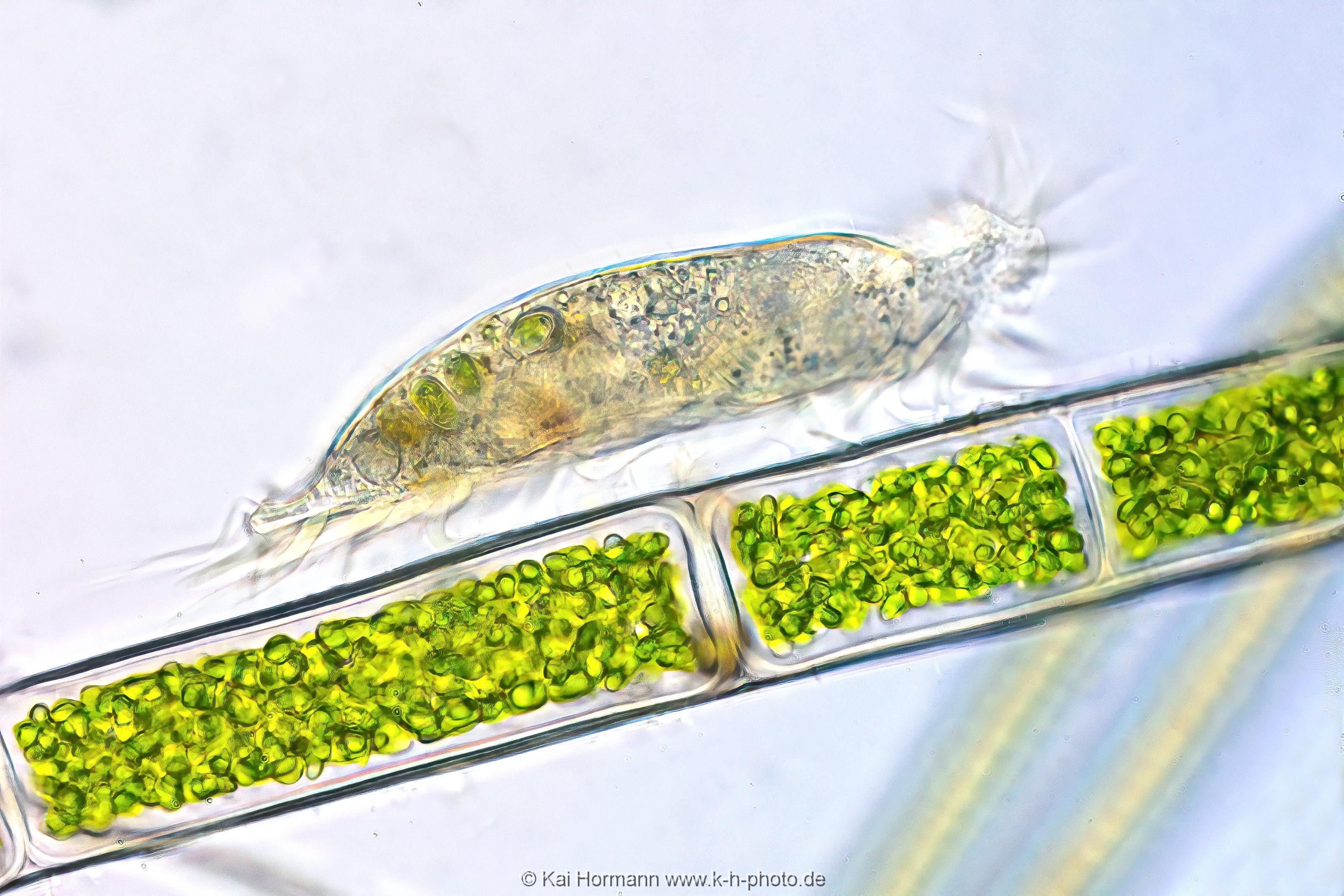 Waffentierchen (Seitenansicht). Mikrofotografie: Mikroskopische Aufnahmen von Einzellern, Algen und Kleinstlebewesen.