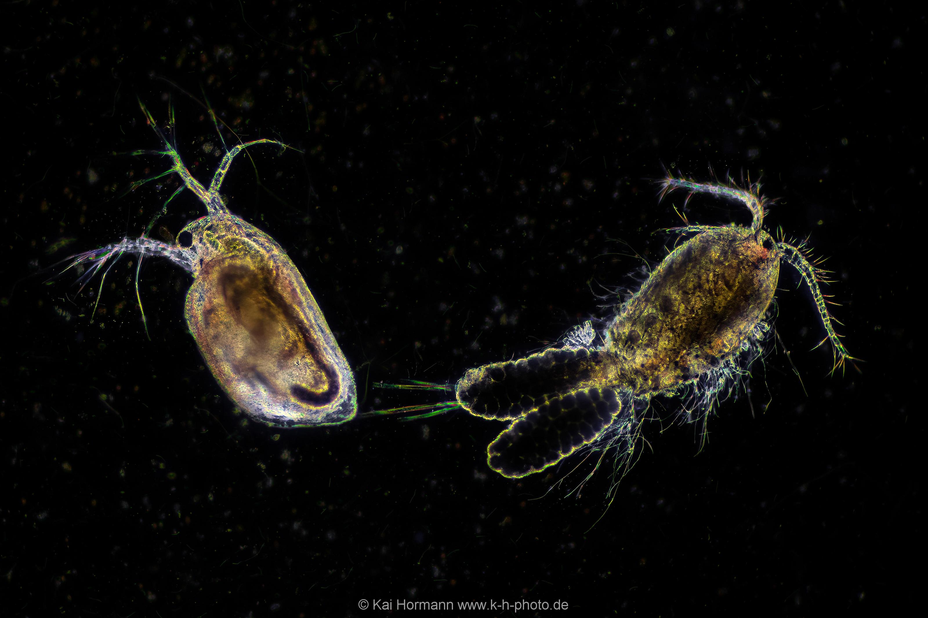 Wasserfloh und Ruderfußkrebs. (Dunkelfeld-Aufnahme) Mikrofotografie: Mikroskopische Aufnahmen von Einzellern, Algen und Kleinstlebewesen.