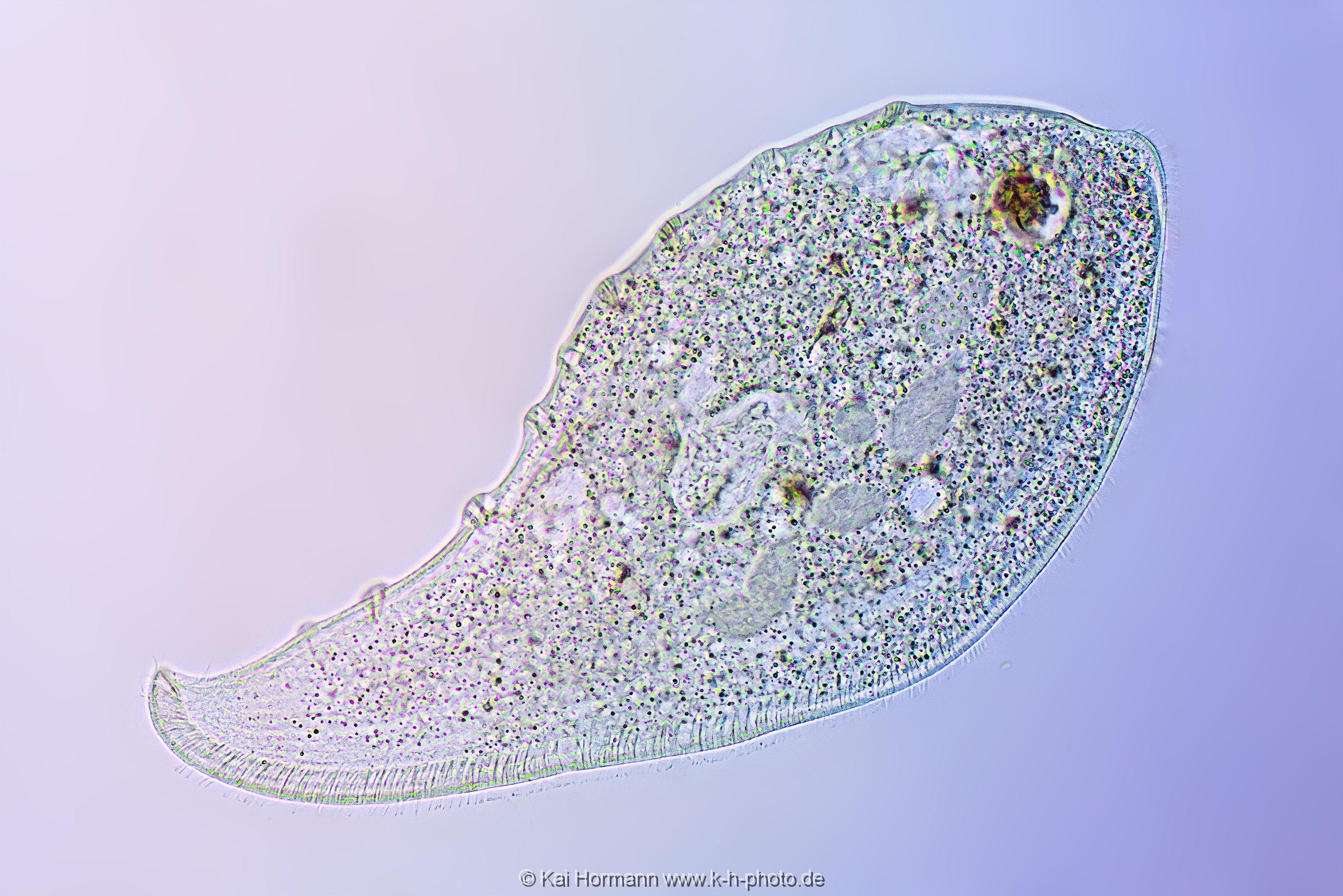 Wimpertierchen "Wallendes Blatt". Mikrofotografie: Mikroskopische Aufnahmen von Einzellern, Algen und Kleinstlebewesen.