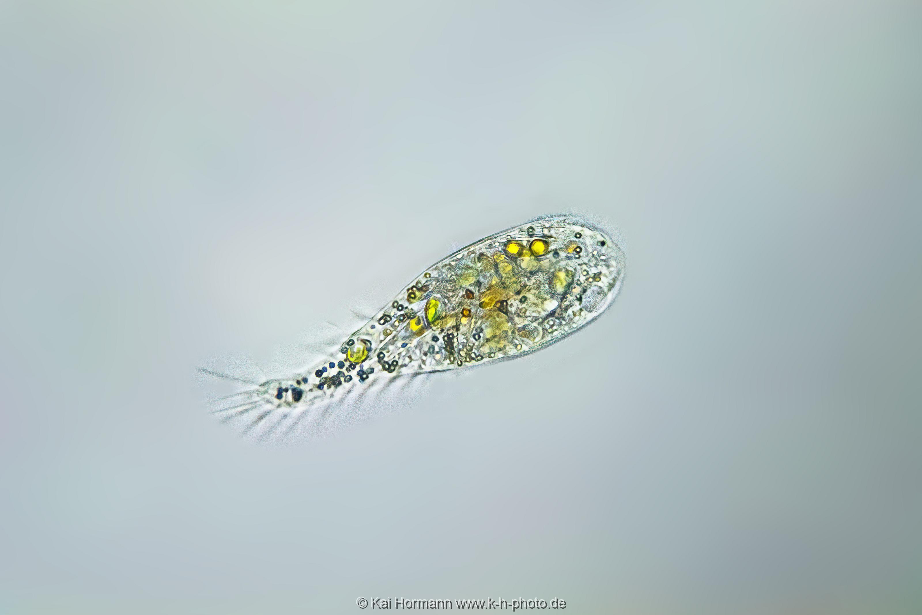 Wimpertier? (unbekannt) Mikrofotografie: Mikroskopische Aufnahmen von Einzellern, Algen und Kleinstlebewesen.