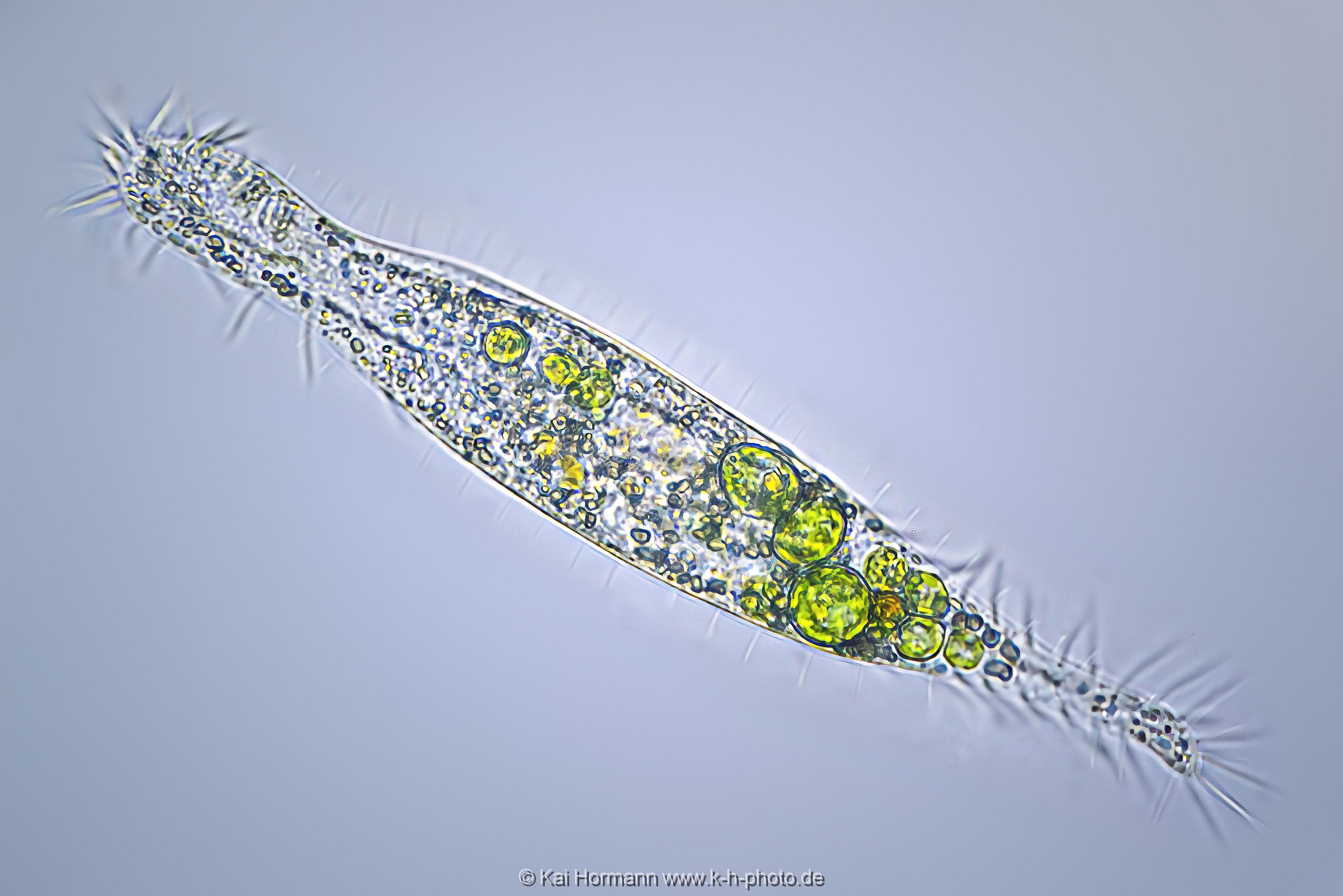 Wimpertierchen_uroleptus_caudatus. Mikrofotografie: Mikroskopische Aufnahmen von Einzellern, Algen und Kleinstlebewesen.
