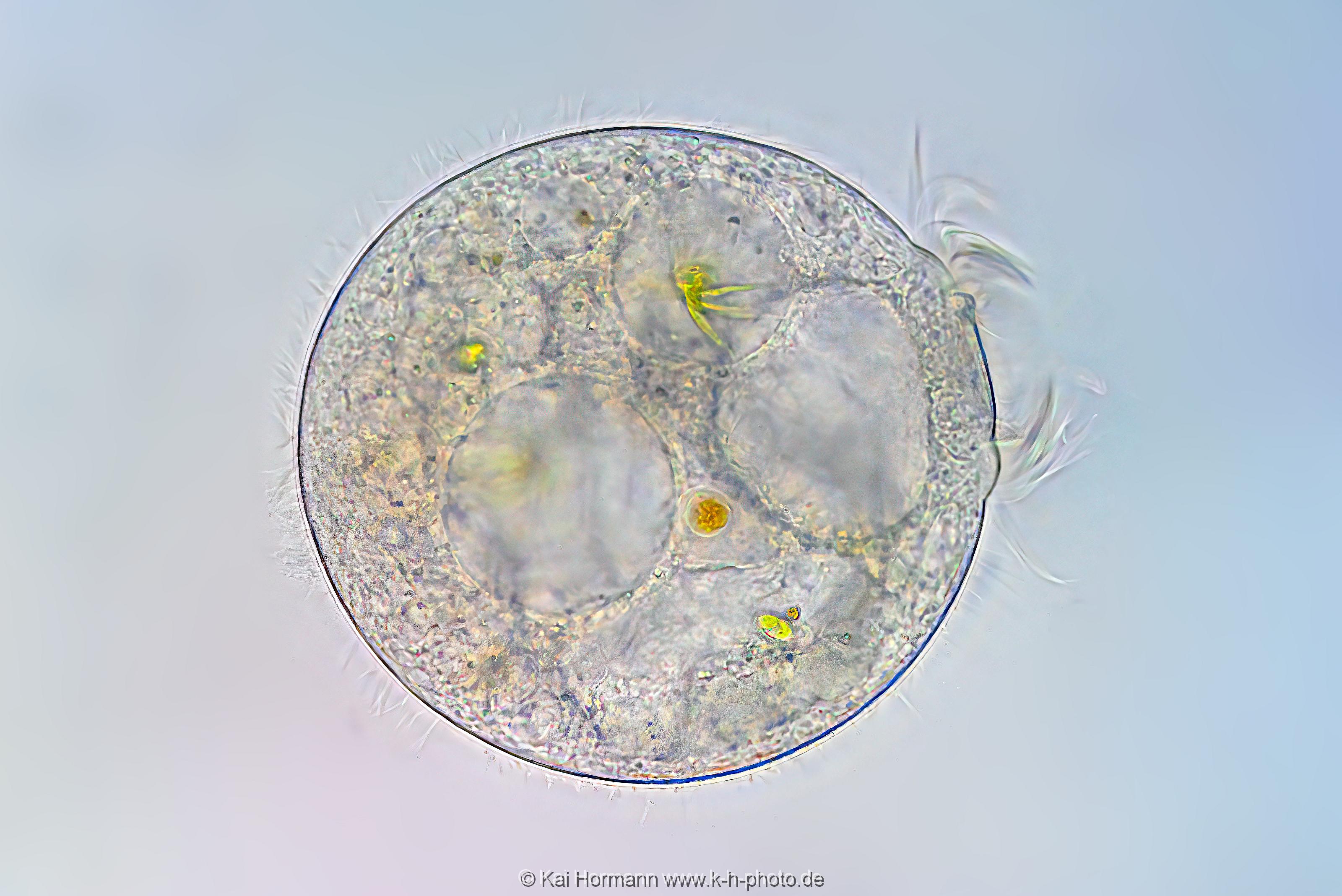 Wimpertierchen. Mikrofotografie: Mikroskopische Aufnahmen von Einzellern, Algen und Kleinstlebewesen.