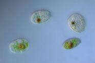 4x Tonnentierchen Coleps hirtus